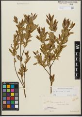 Foto von Salix triandra subsp. triandra L.